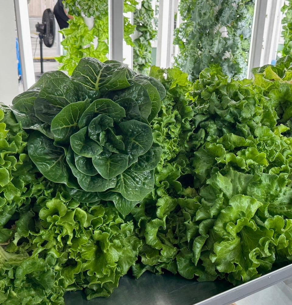 Why Living Hydroponic Romaine Retains More Nutrients Than Field-Harvested Lettuce