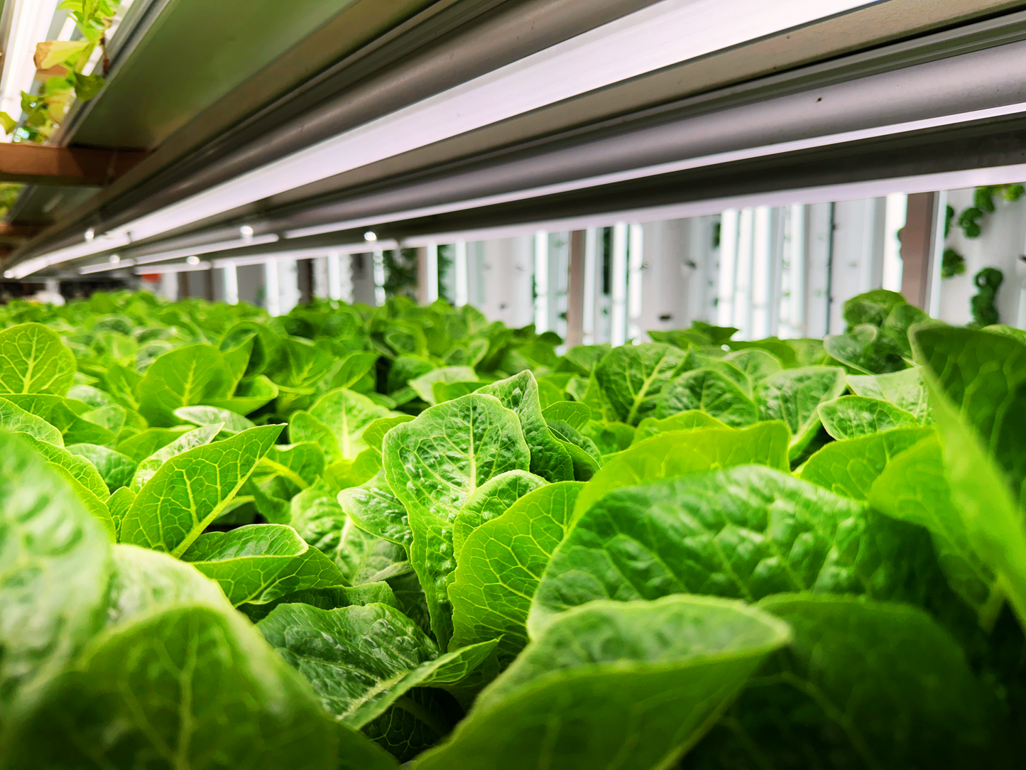 Farmers Choice Lettuce