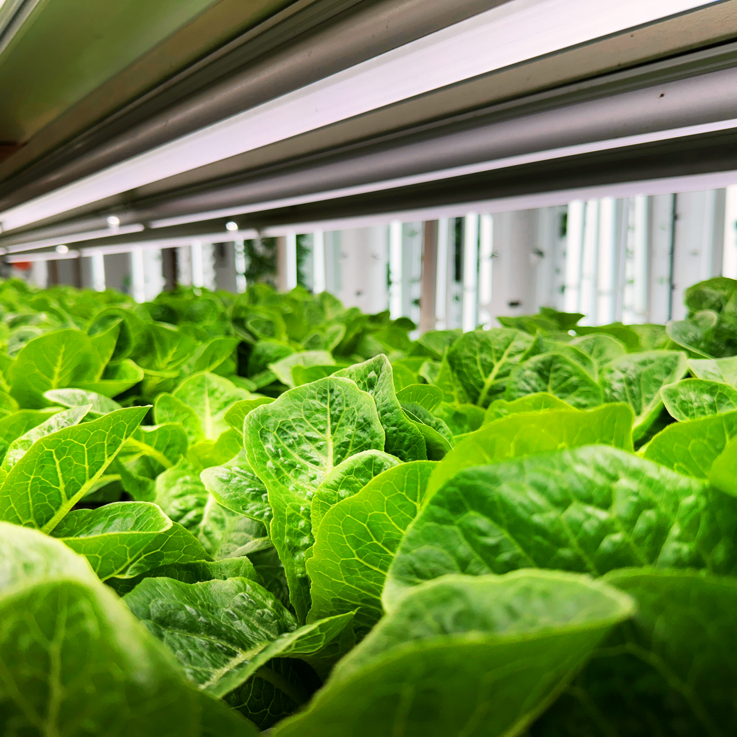 Romaine