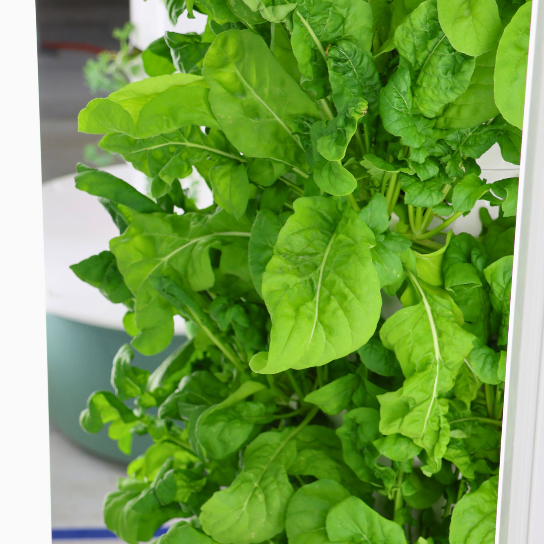 Arugula Full Plant