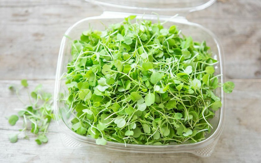 Arugula Super-Microgreen