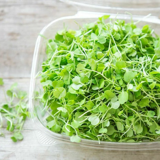 A plastic container filled with fresh microgreens, featuring small, vibrant green leaves.