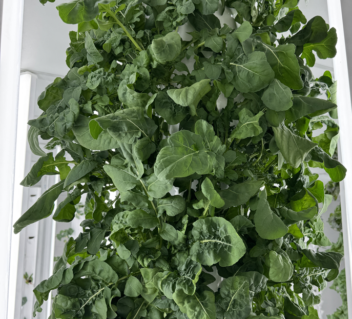 Arugula Full Plant