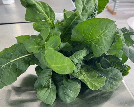 Arugula Full Plant