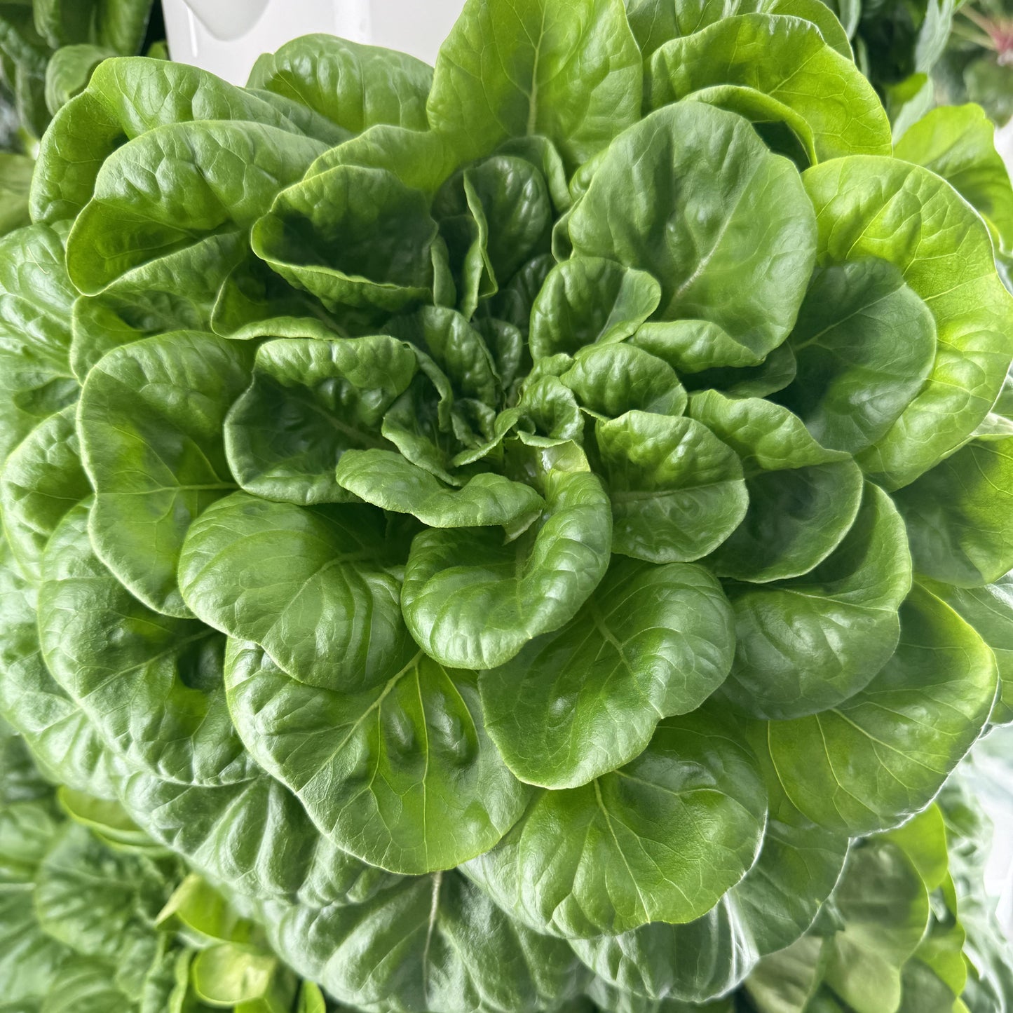 Close-up of a head of green lettuce