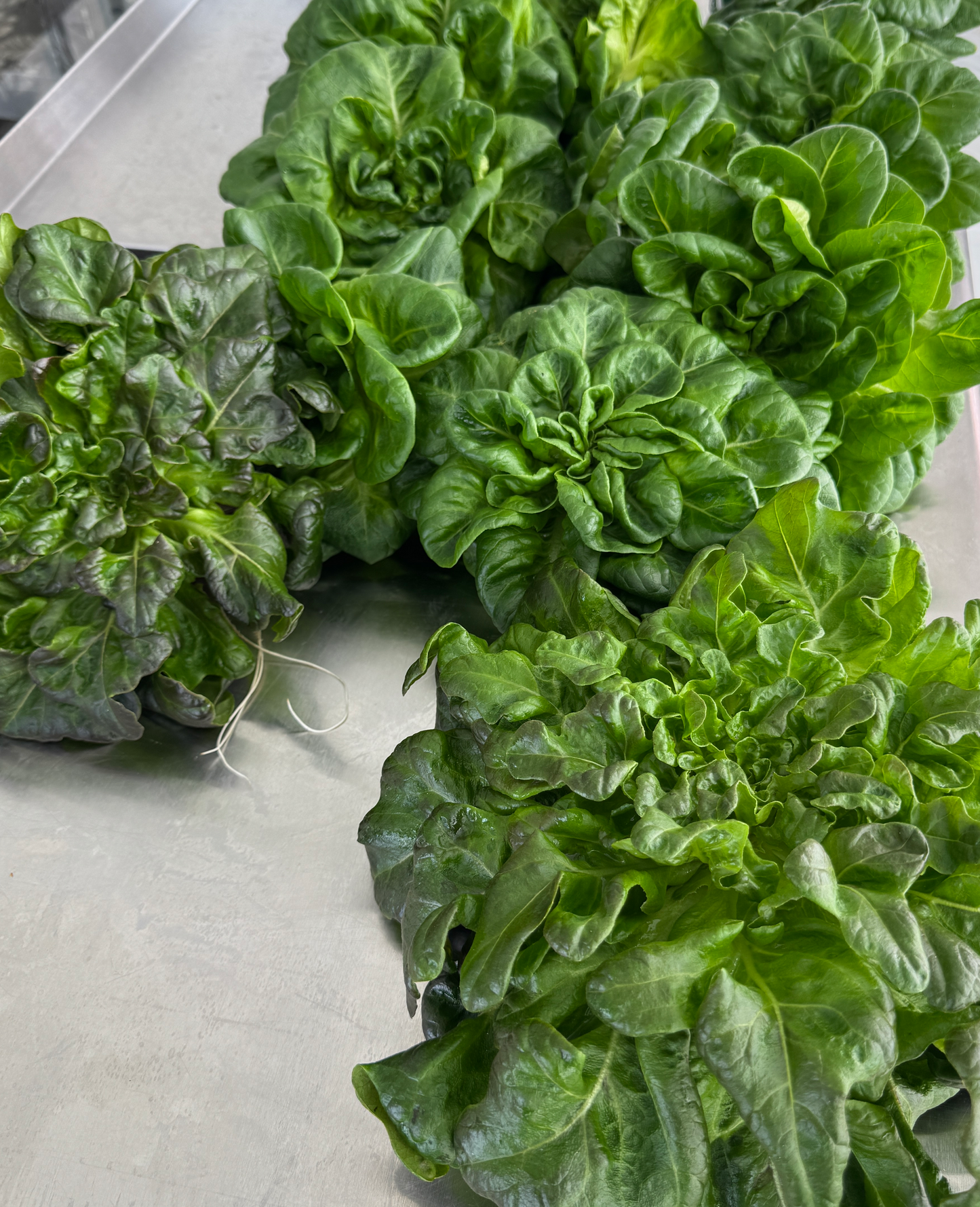 Farmers Choice Lettuce