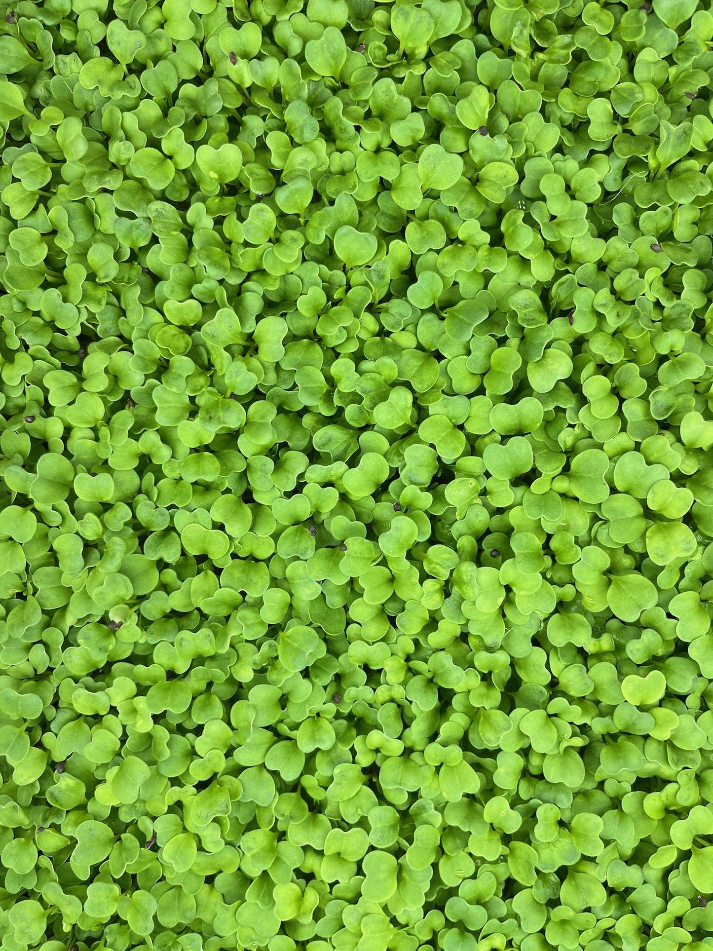 Mustard Microgreen