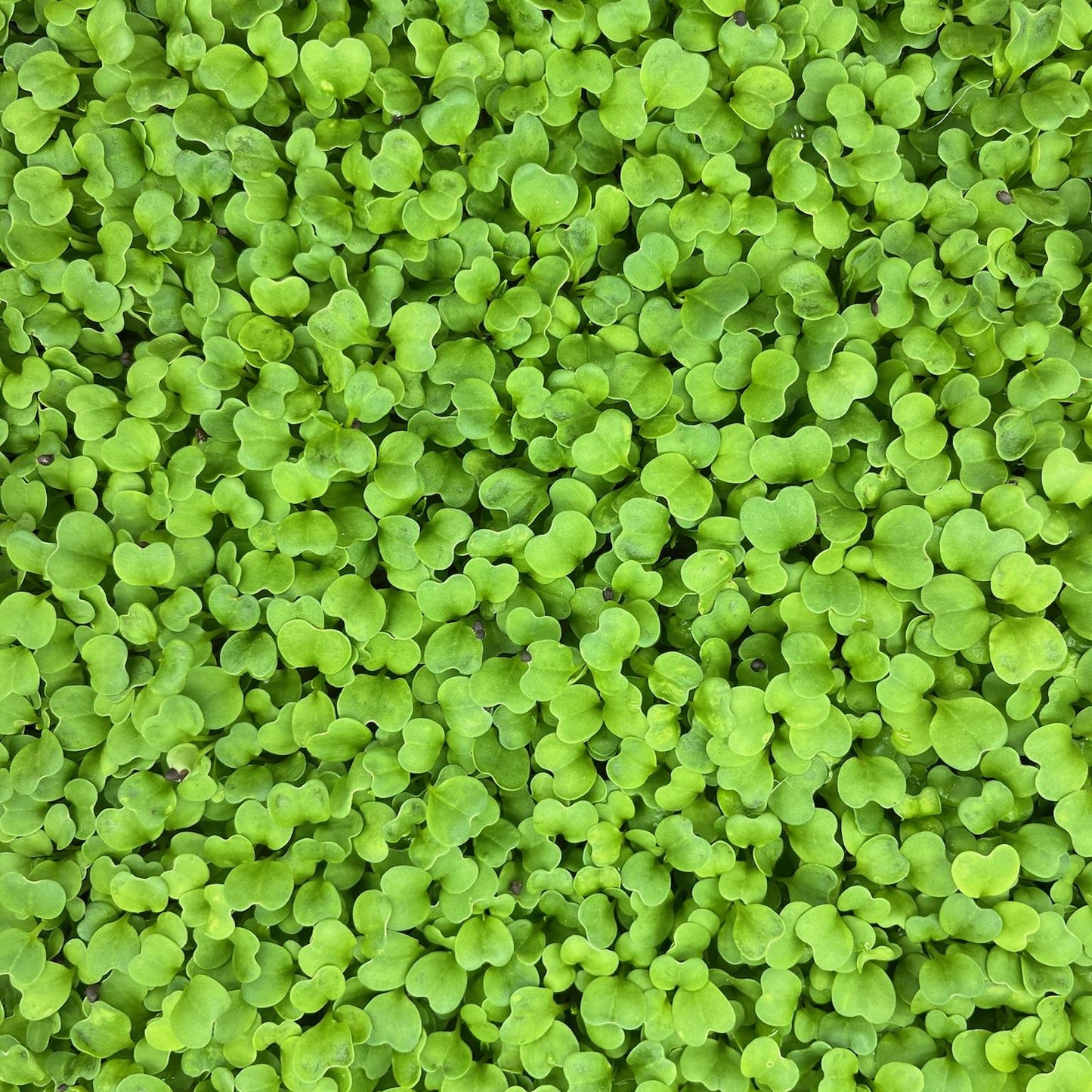 A close-up image of Mustard microgreens showing young green leaves and stems.