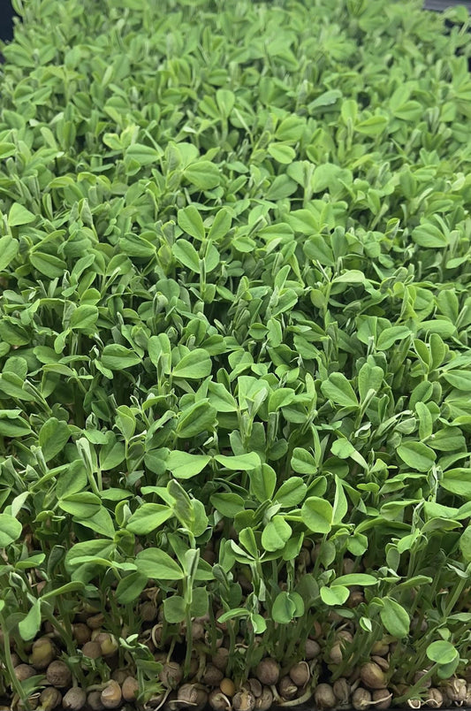Speckled Peas Microgreen