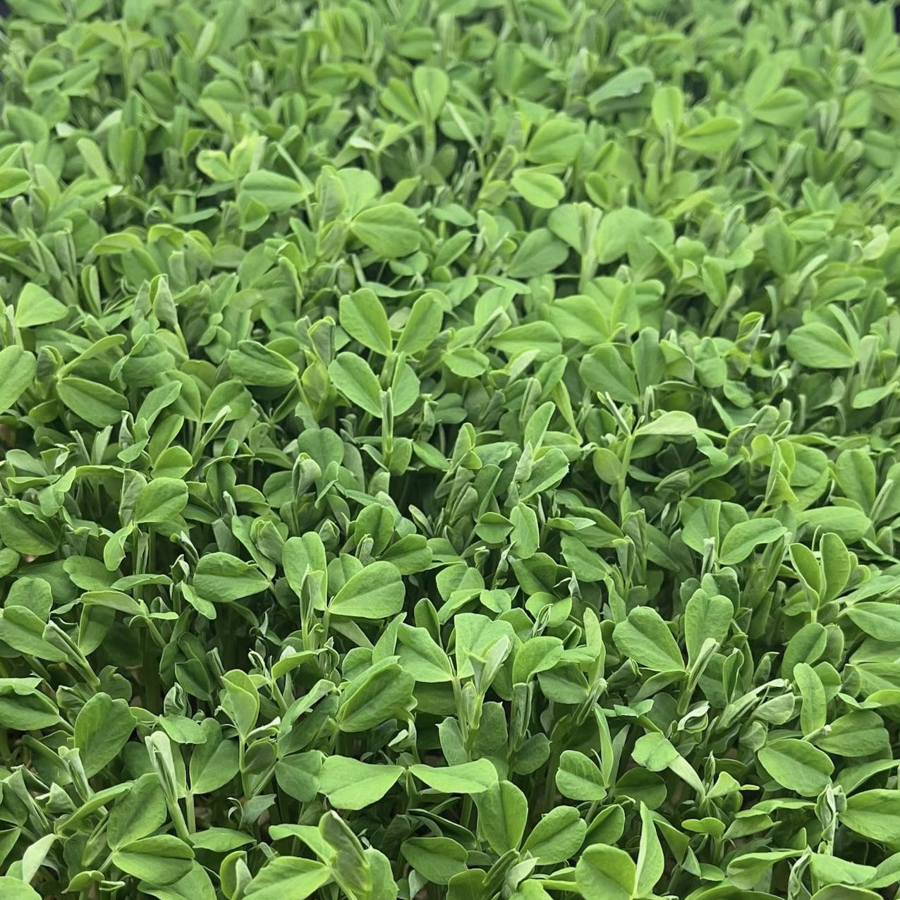 Speckled Peas Microgreen