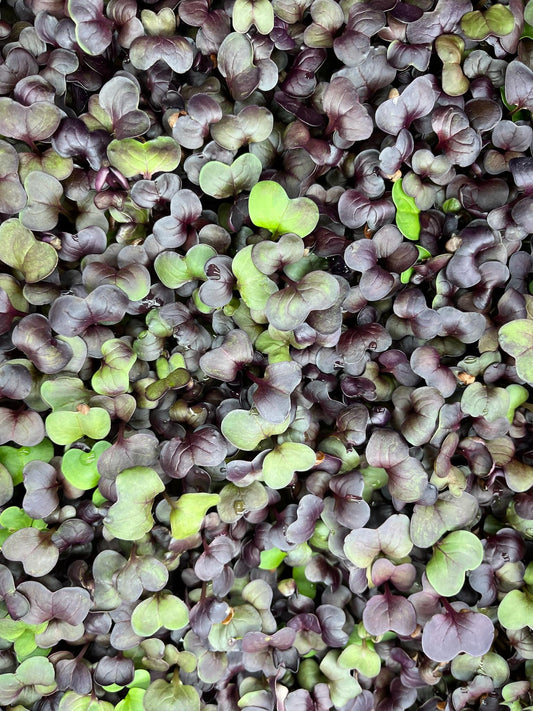 Radish Microgreen
