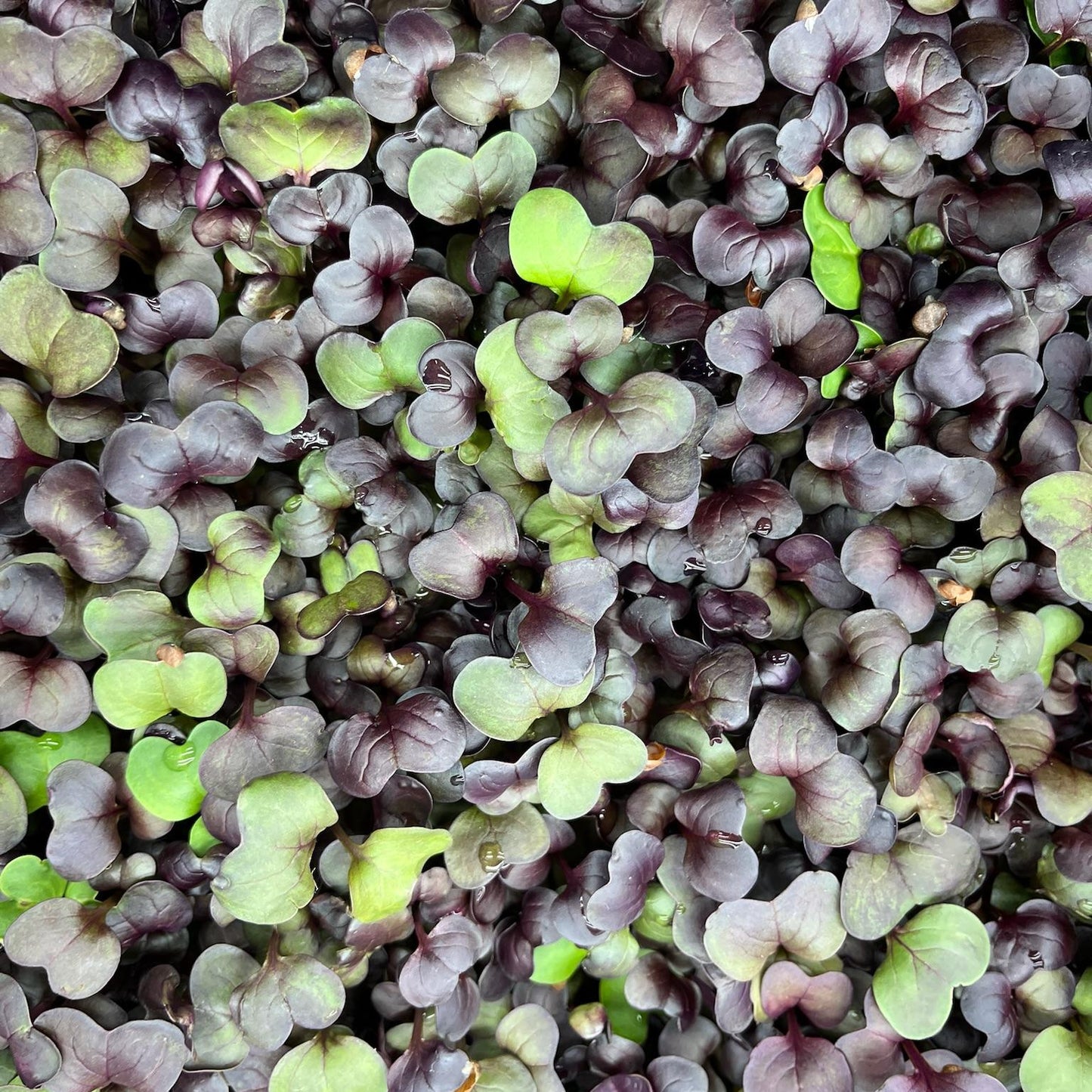 A close-up image of Radish Microgreens showing vibrant red stems and small green leaves.