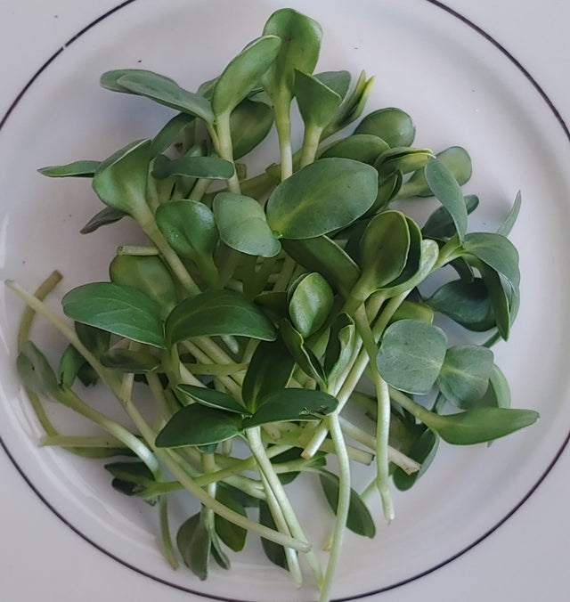 Tikvah Farms Sunflower Microgreens