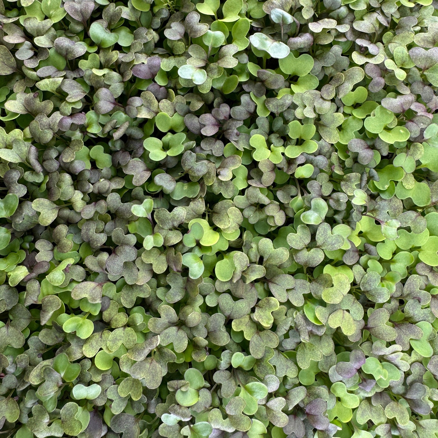 A close-up image of fresh microgreens showing small green leaves.