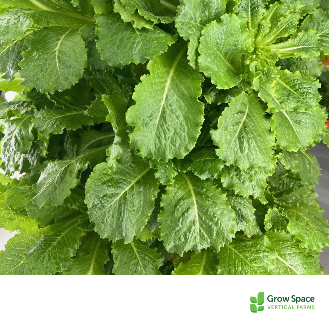 Farmers Choice Lettuce