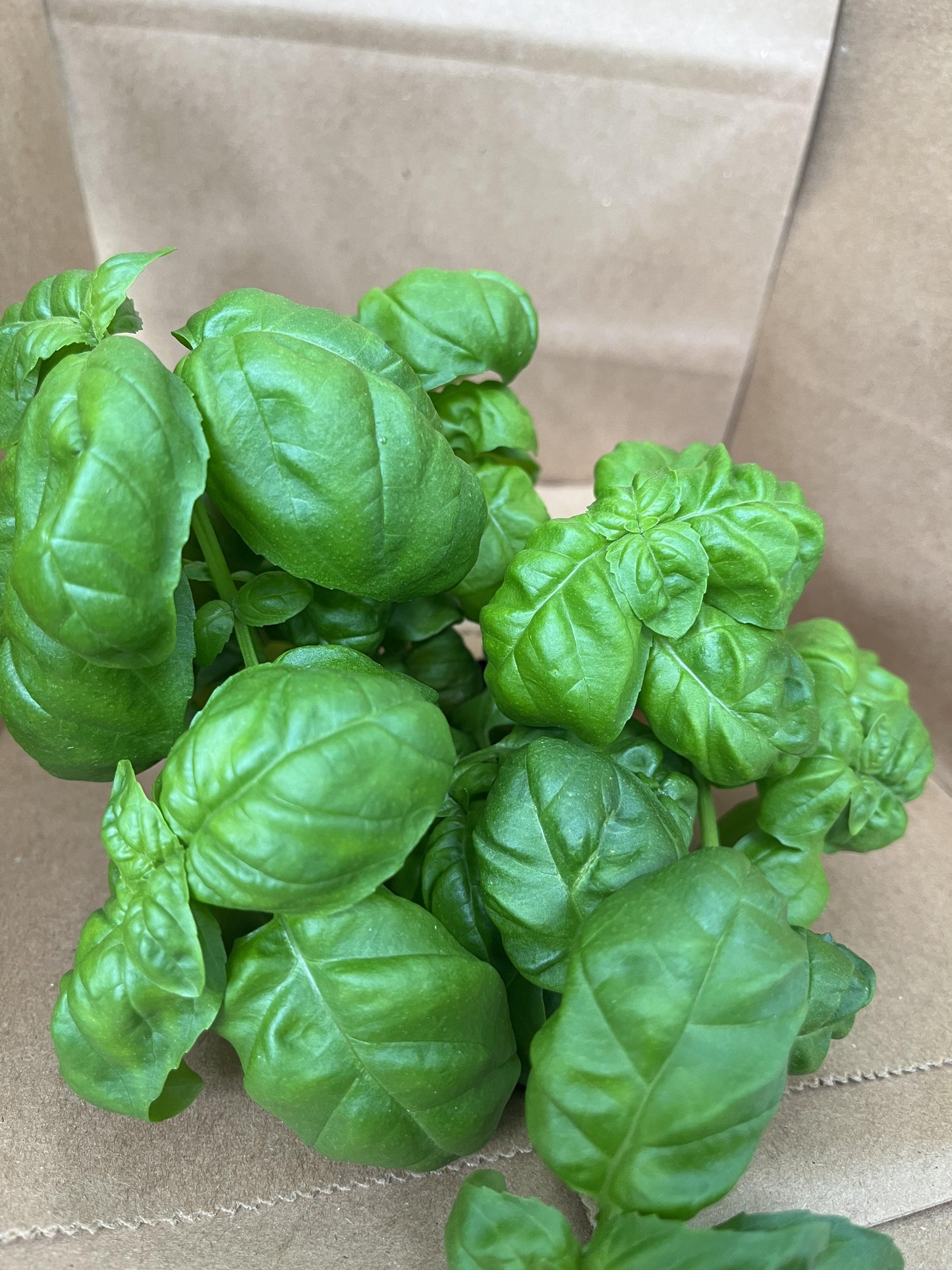 Basil Full Living Plant