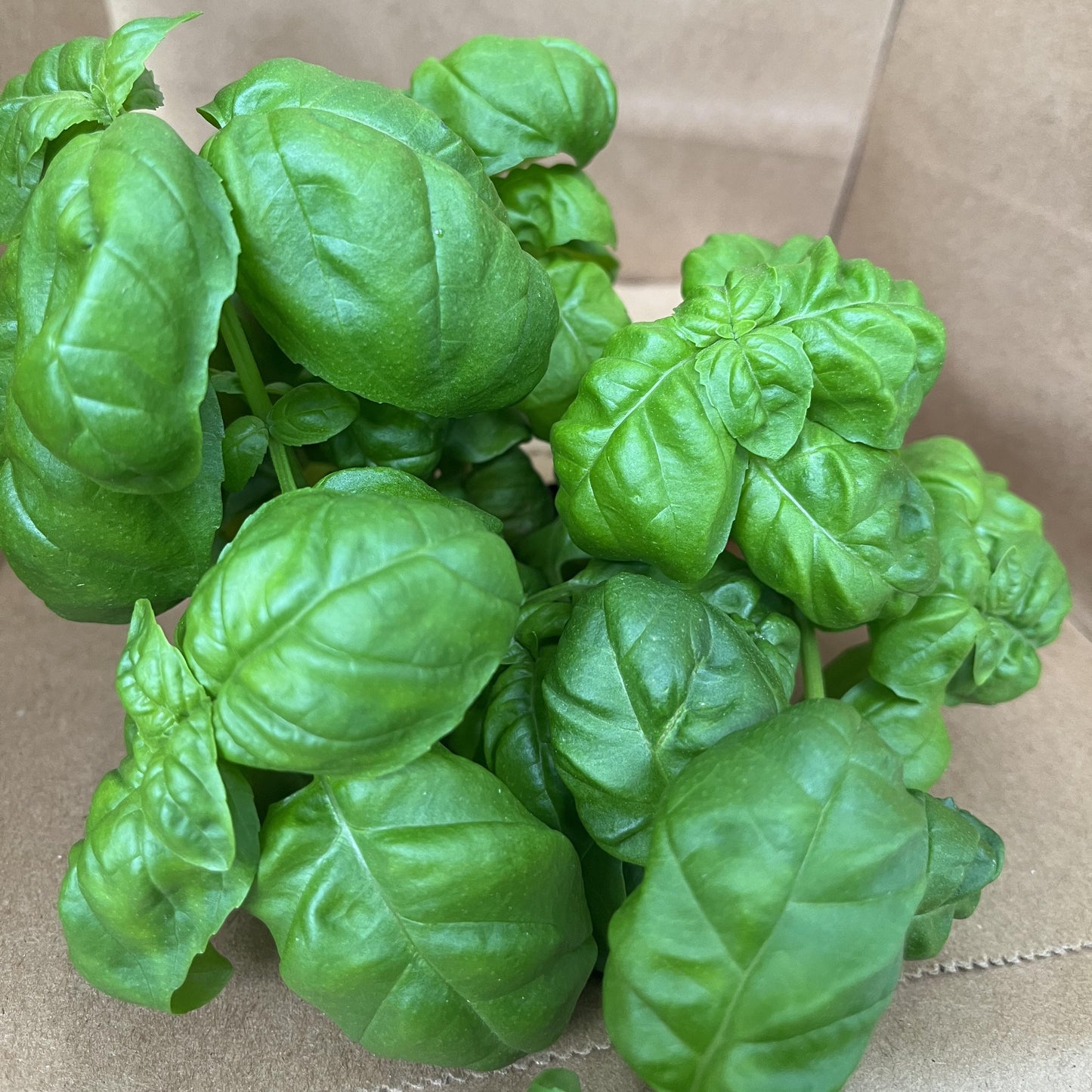 Basil Full Living Plant