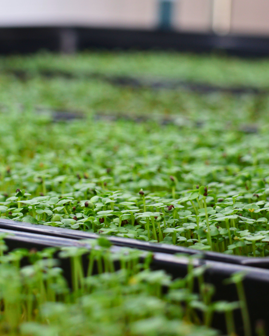 The Science Behind Microgreen Health Benefits