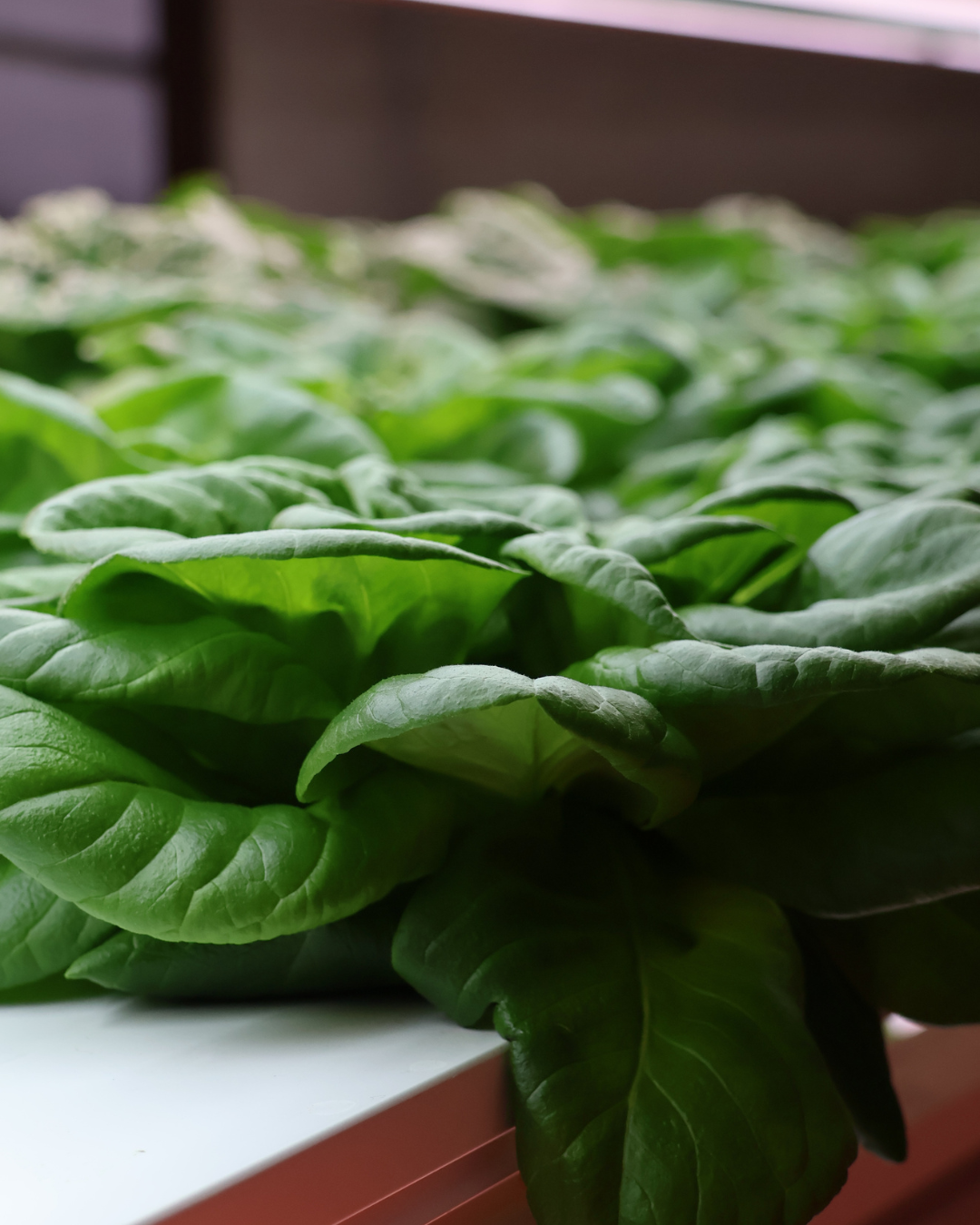 Why Our Lettuce Stays Crisp for Weeks (Not Days)