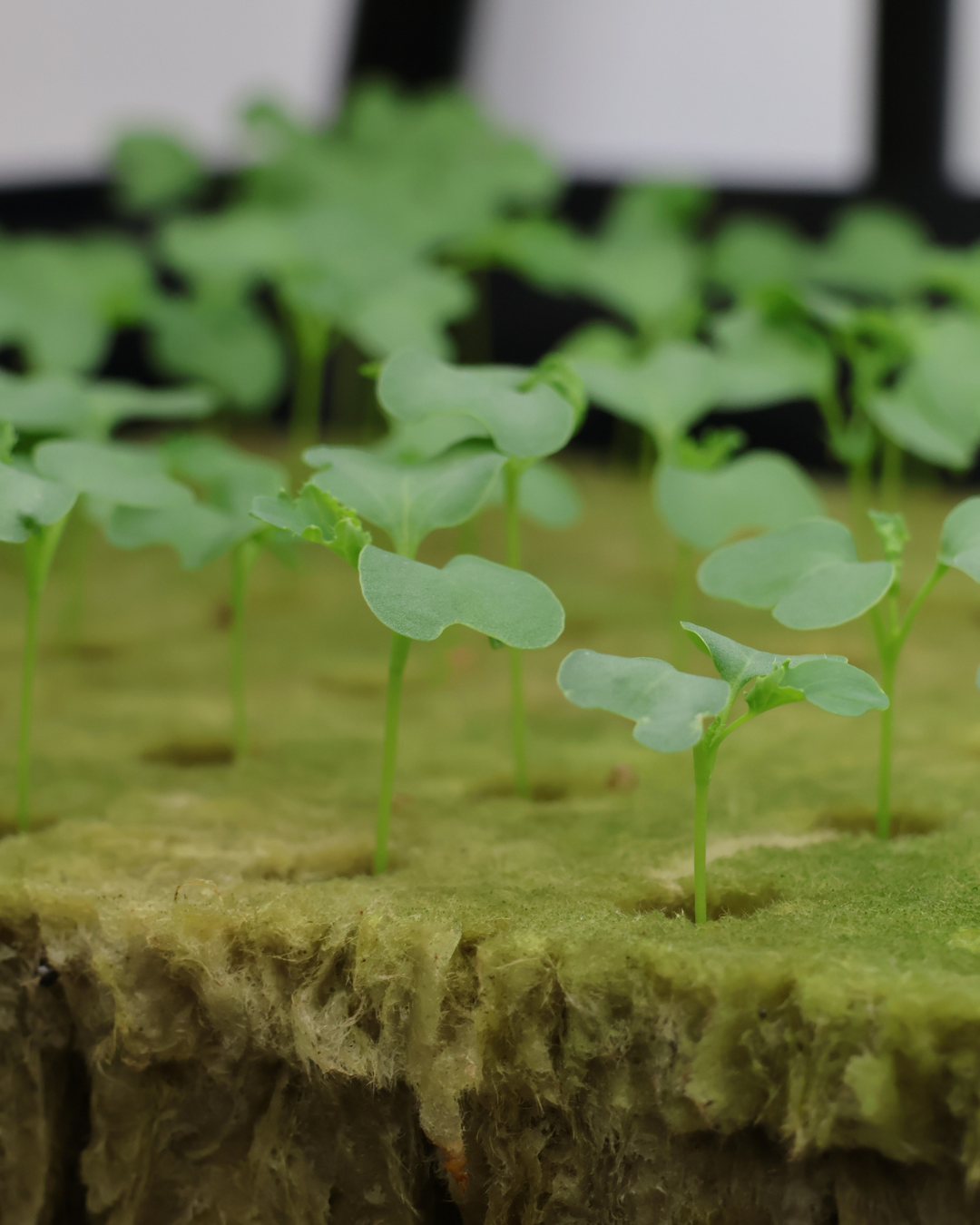 Why Living Lettuce Matters: The Science of Freshness and Nutrition