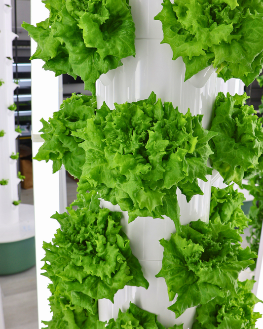 The Water Efficiency Myth: Hydroponics vs. Aquaponics