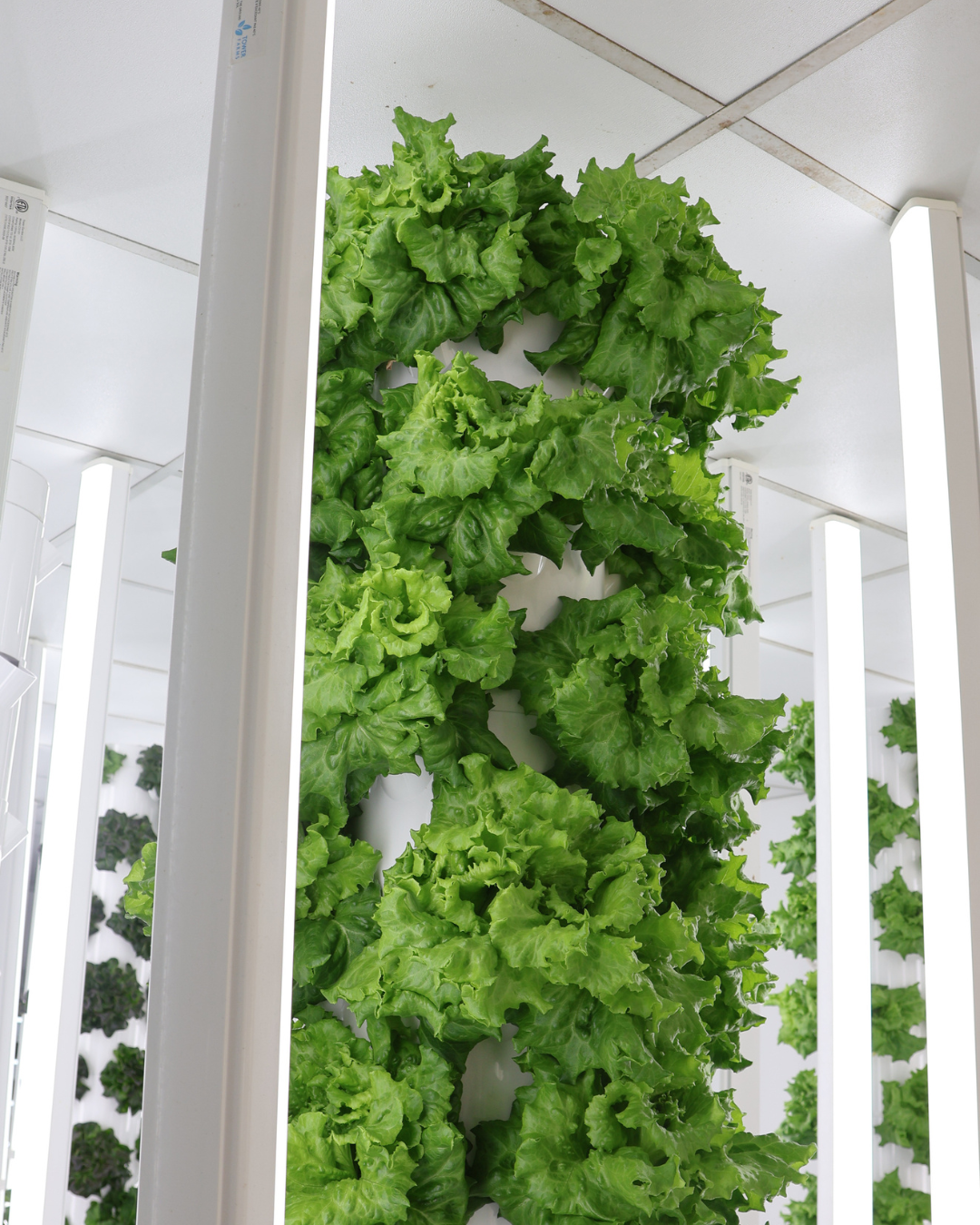 Why Hydroponic Greens Taste Sweeter: The Science Behind the Flavor