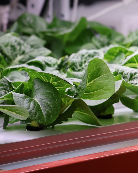 Is Grow Space Organic? An Honest Answer About How We Grow