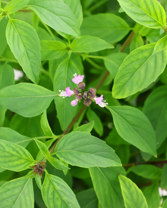 The Land Use Myth: Why Vertical Farming Isn't Wasting Space