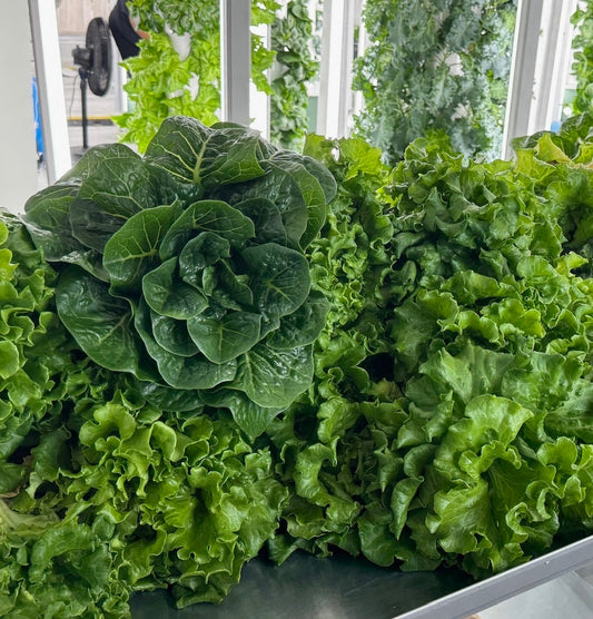 Why Living Hydroponic Romaine Retains More Nutrients Than Field-Harvested Lettuce