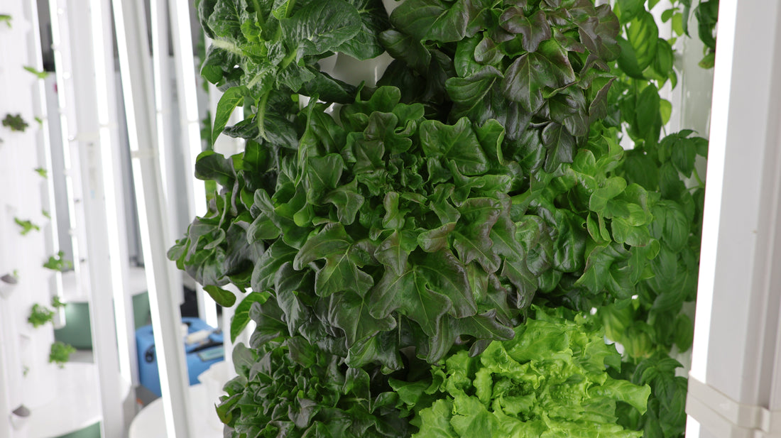 The Real Numbers Behind Hydroponic Water Usage