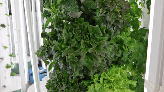 The Real Numbers Behind Hydroponic Water Usage