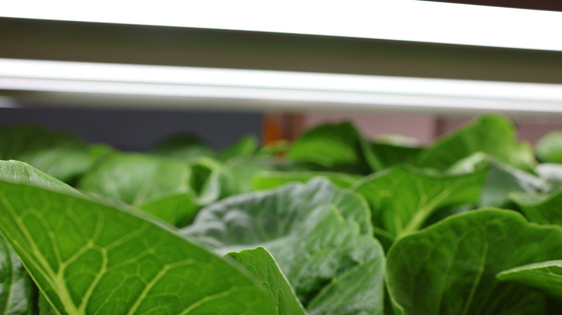 No Sprays. No Harmful Chemicals. Just Walls and Clean Hands.