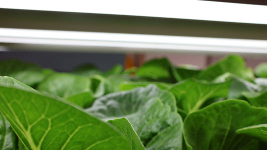 No Sprays. No Harmful Chemicals. Just Walls and Clean Hands.