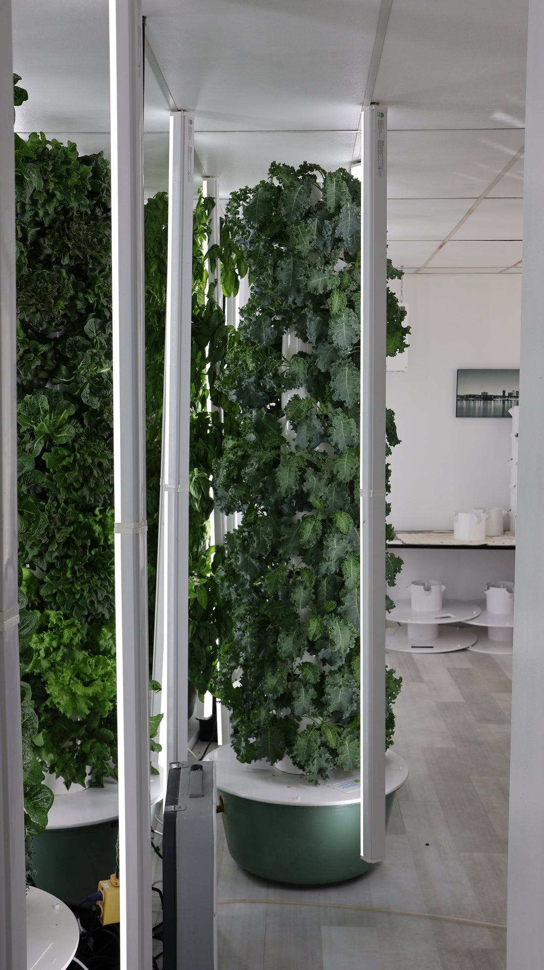 Fresh Greens in February? That's the Point.