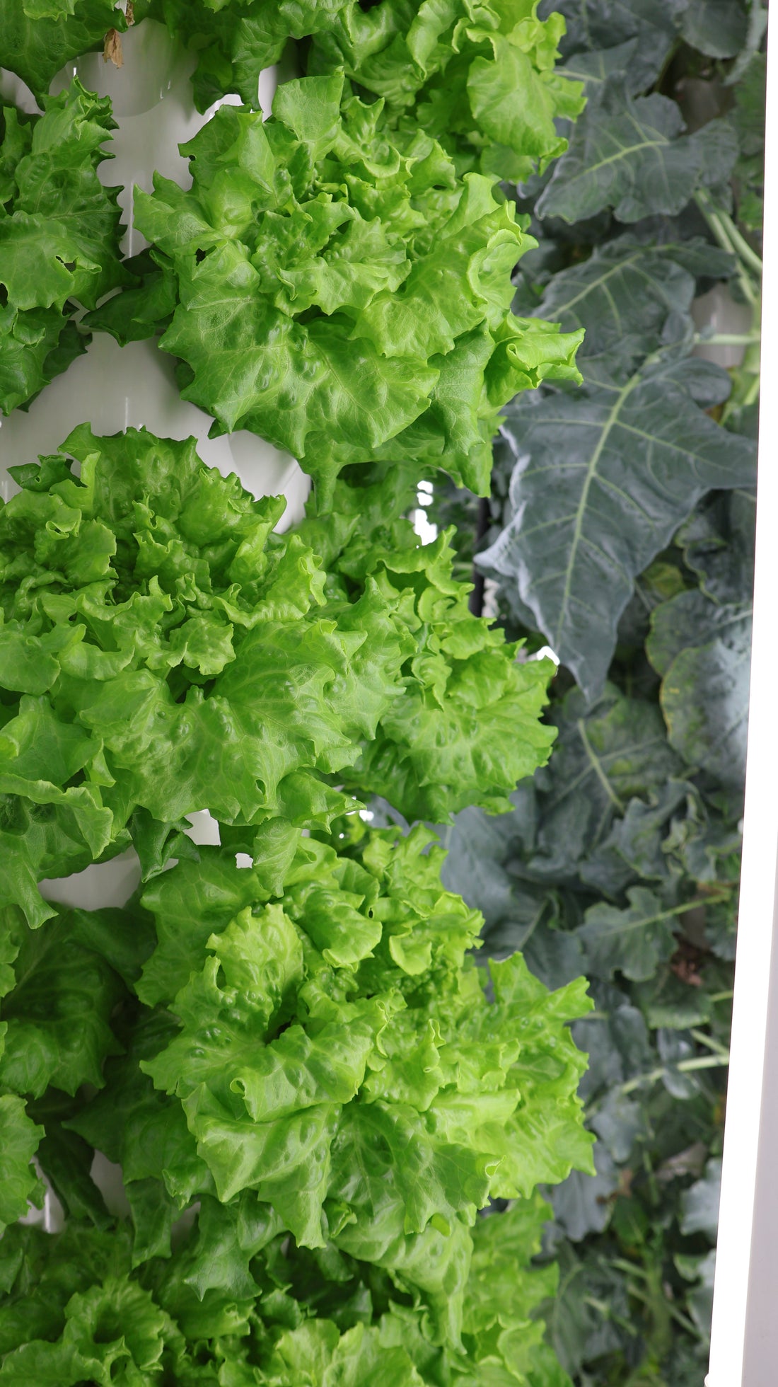 3 Ways Leafy Greens Can Improve Your Health
