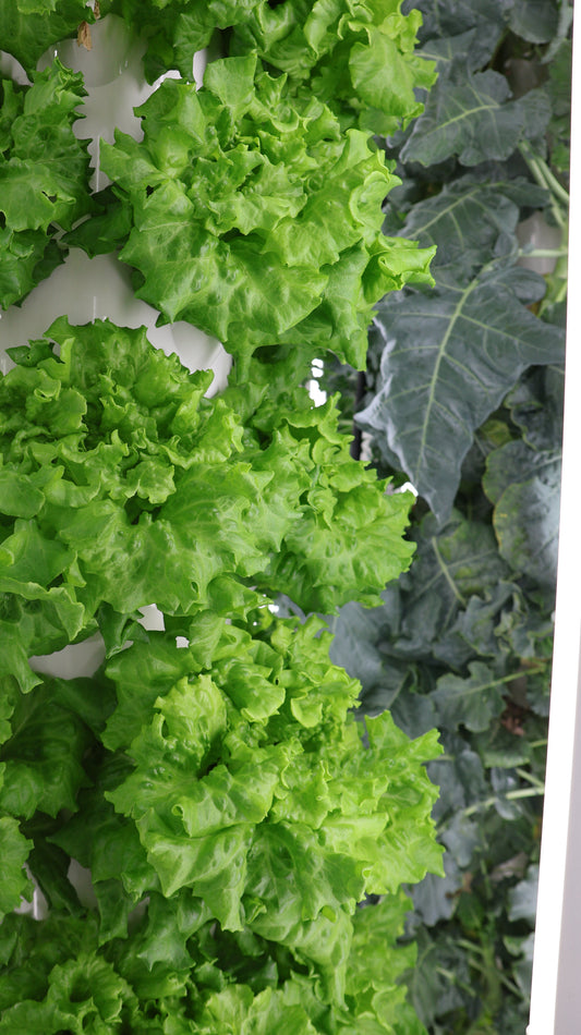 3 Ways Leafy Greens Can Improve Your Health