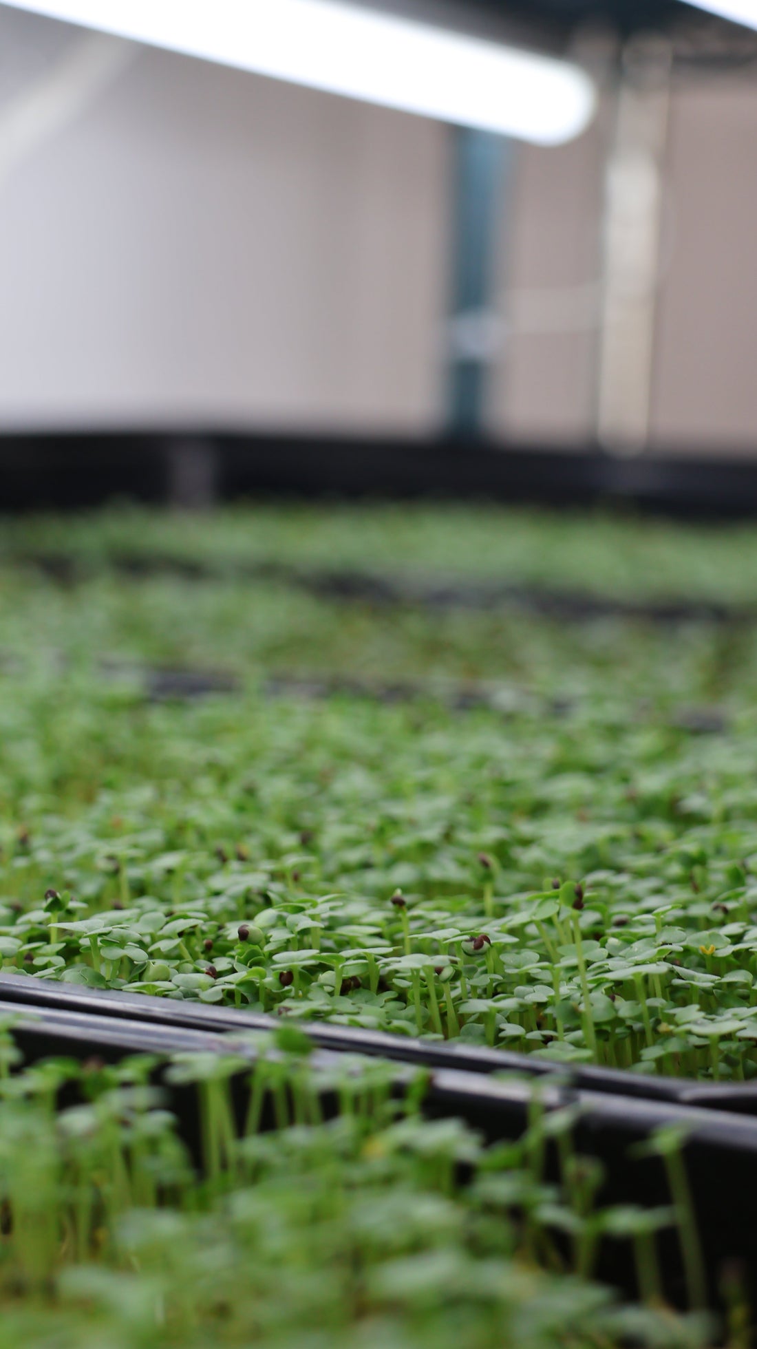 The Science Is Clear: Microgreens Are More Nutritious Than Mature Vegetables