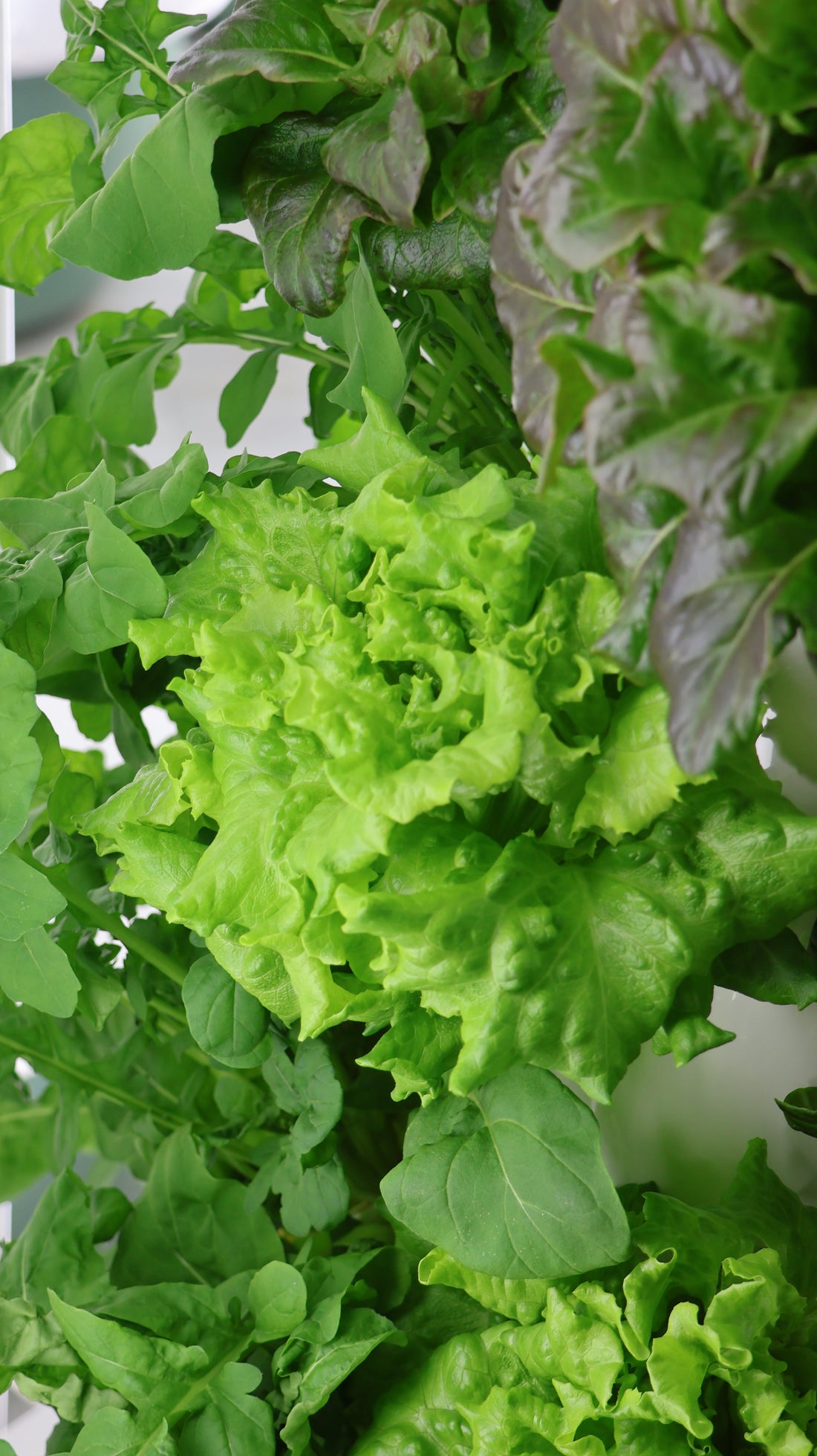 Why Hydroponic Produce Lasts Longer: The Science Behind Farm-Fresh Greens