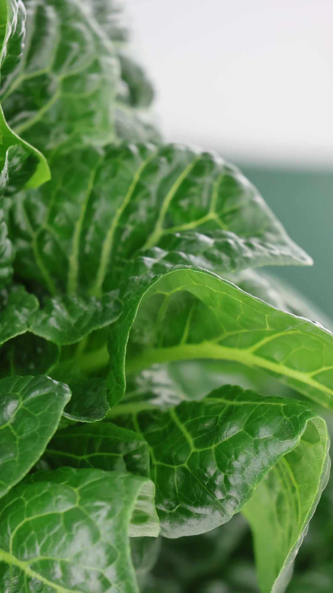 Why We Don't Spray: How Indoor Farming Eliminates the Need for Pesticides
