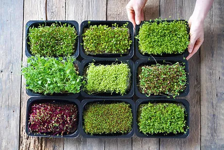 The Positive Effects of Microgreens on the Human Body