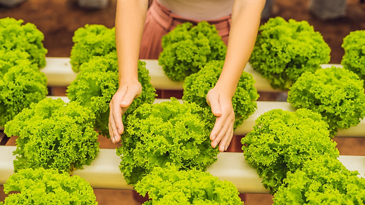 Hydroponic vs Organic Produce