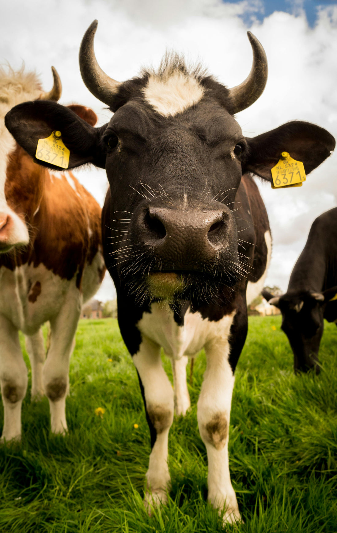 Why Does Lettuce Cause So Many Foodborne Illness Outbreaks?