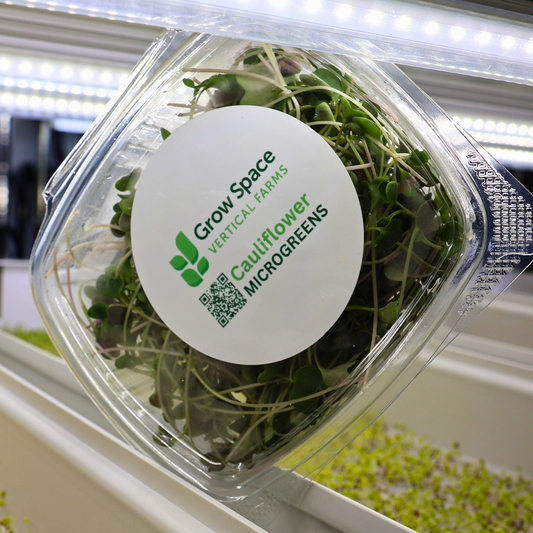 Cauliflower Microgreens