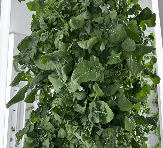 Arugula