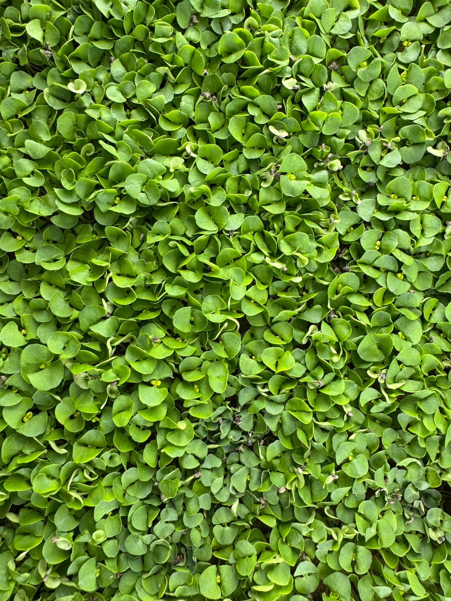 Basil Super-Microgreen