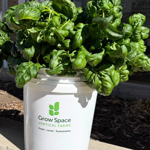 Bucket of Basil