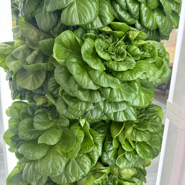 A close-up image of fresh green Buttercrunch lettuce leaves.