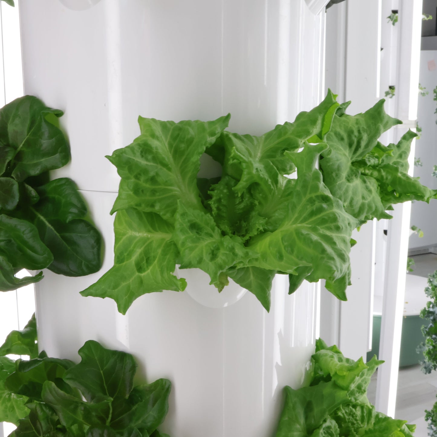 Vertical hydroponic garden with green plants on a white background