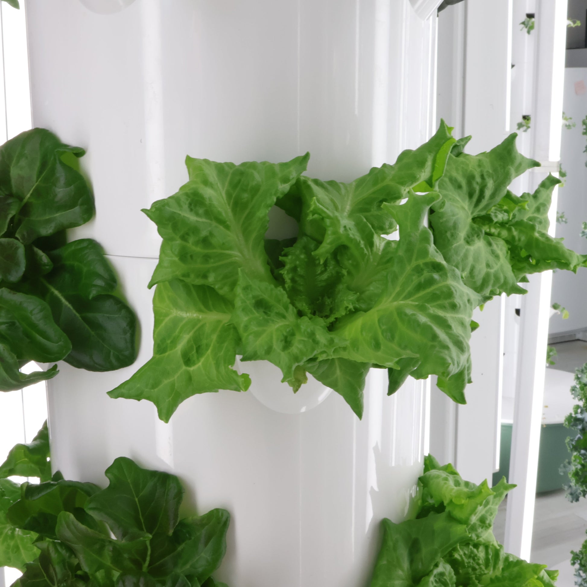 Vertical hydroponic garden with green plants on a white background