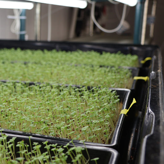 Farmers Choice Microgreen